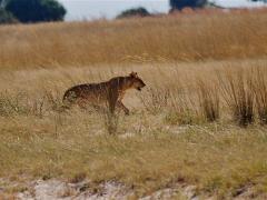 botswana2019 019