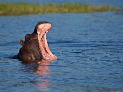 botswana2019 020
