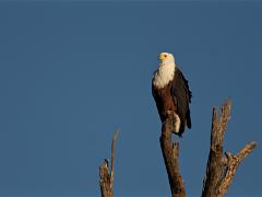 botswana2019 023