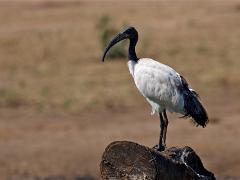 botswana2019 026