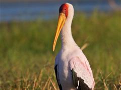 botswana2019 027