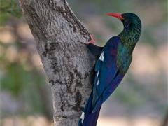 botswana2019 028