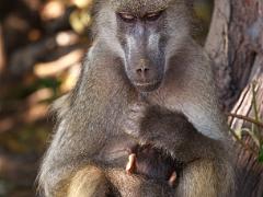 botswana2019 029