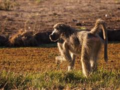 botswana2019 030