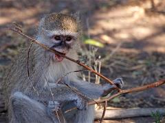 botswana2019 031