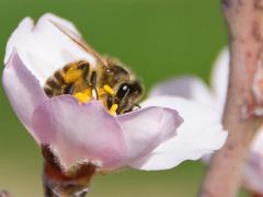 bee01