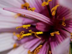 flowers2014 001