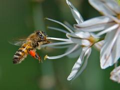 flowers2014 004