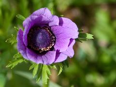 purple-kalanit-02