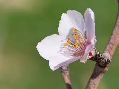 shkedia macro