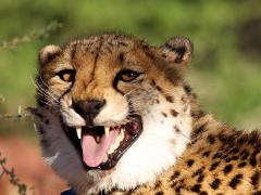 namibia 2013