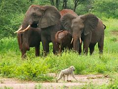 tanzania 048 : Tanzania