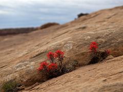 utah 046