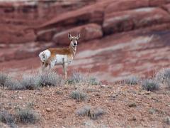 utah 081